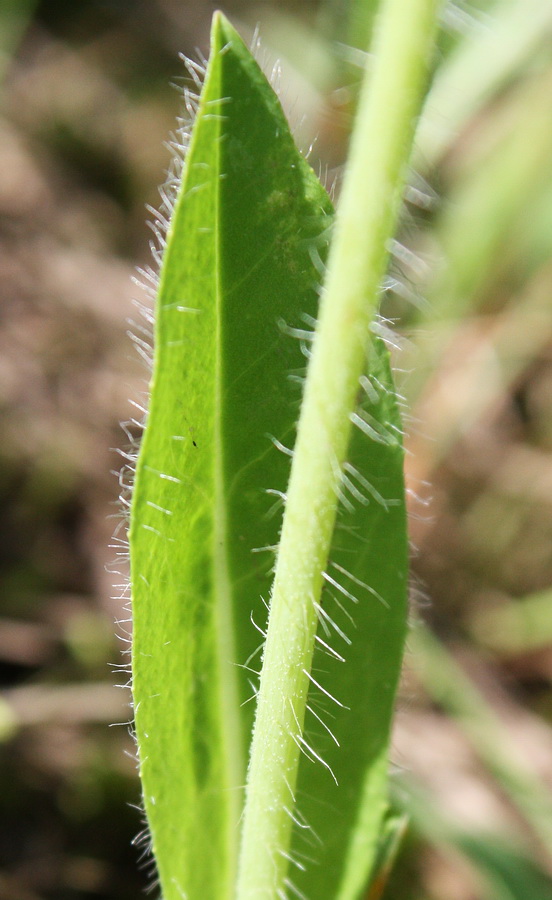 Image of Pilosella &times; floribunda specimen.