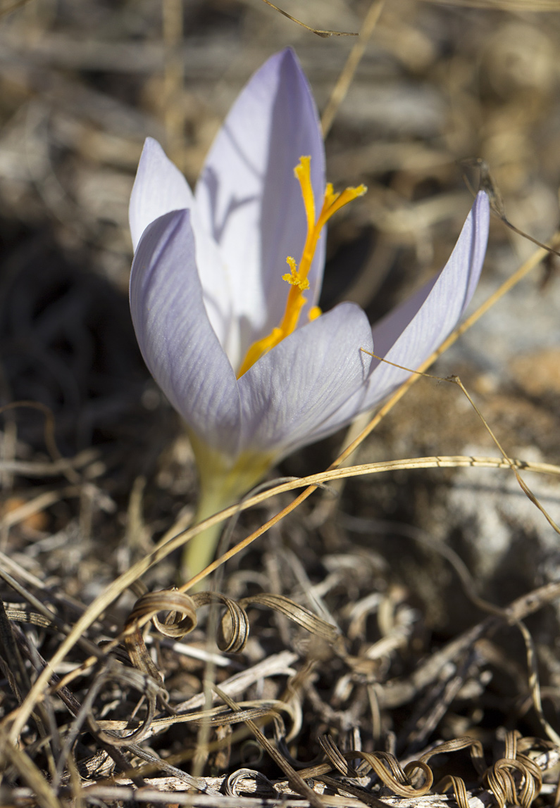 Изображение особи Crocus laevigatus.