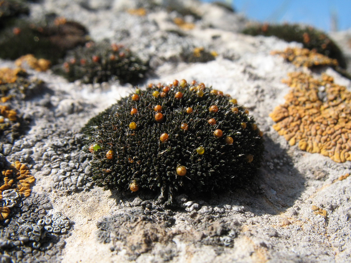 Image of genus Schistidium specimen.