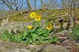 Doronicum orientale