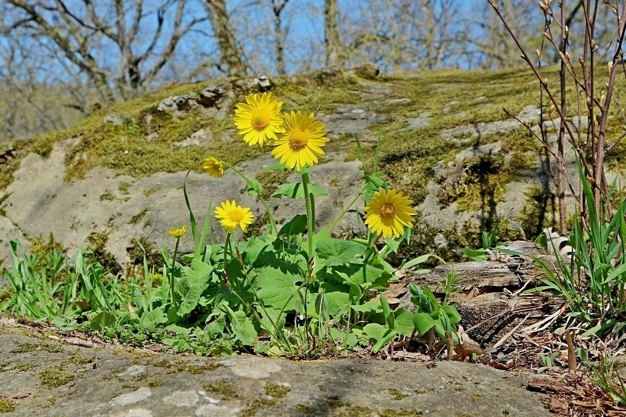 Изображение особи Doronicum orientale.