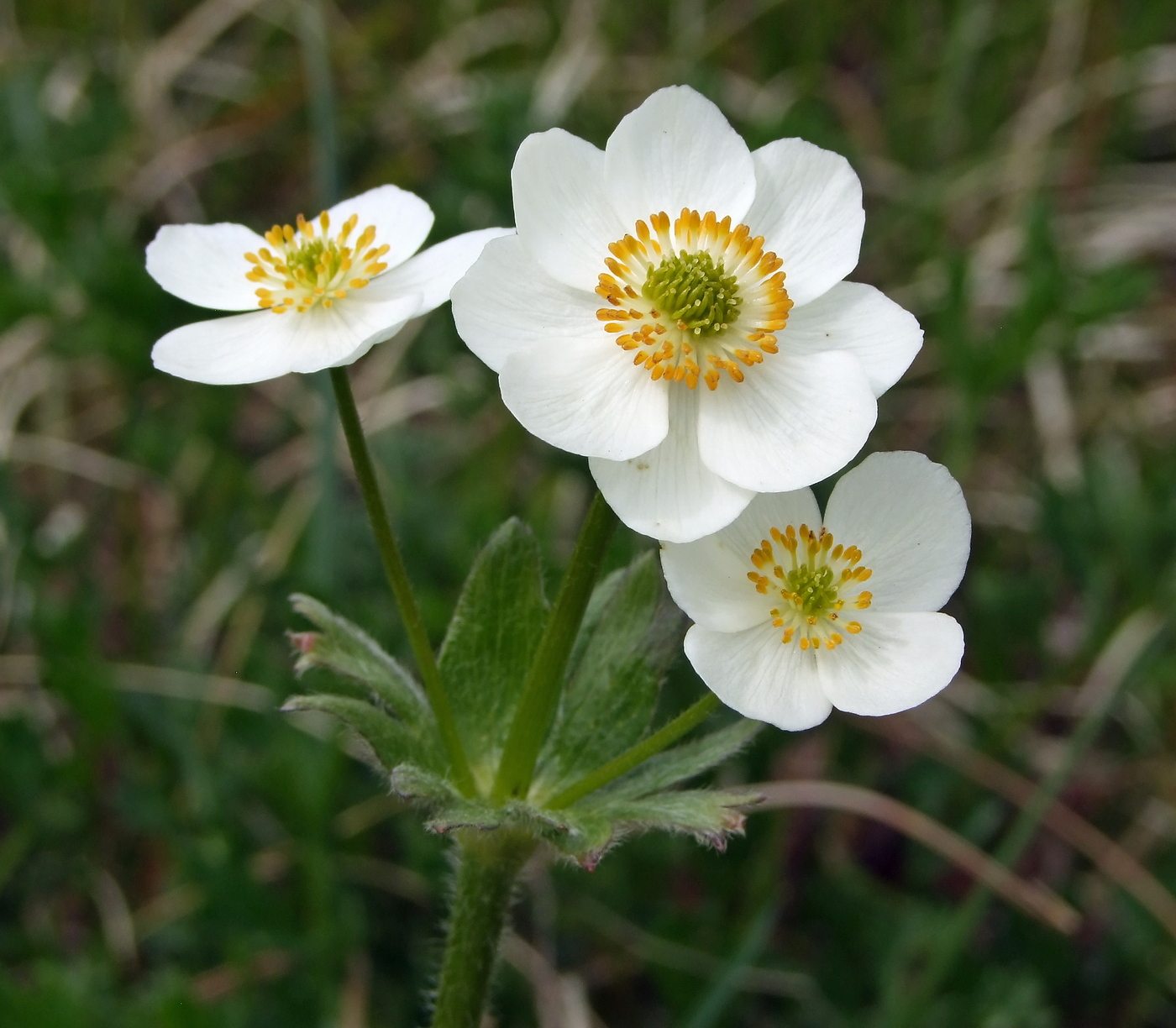 Image of Anemonastrum sibiricum specimen.