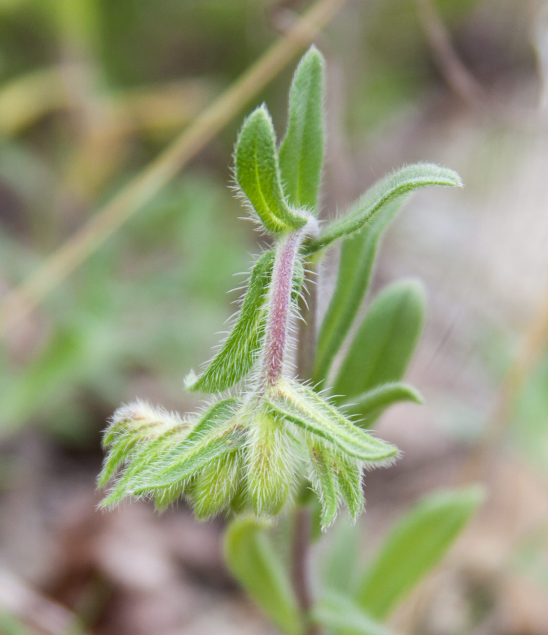 Image of Onosma montana specimen.