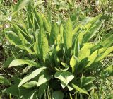 Centaurea jacea ssp. substituta