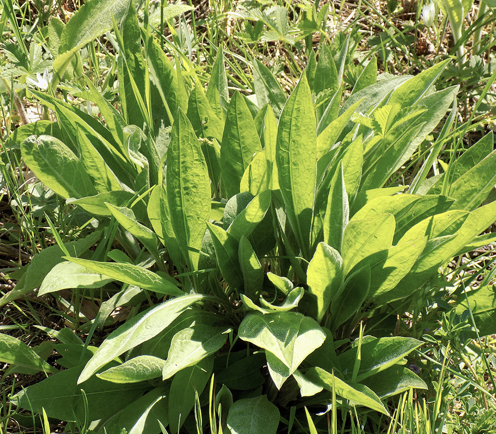 Image of Centaurea jacea ssp. substituta specimen.