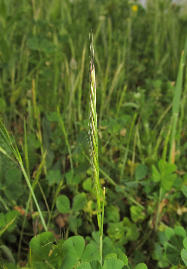 Image of Vulpia myuros specimen.