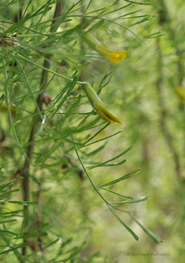 Изображение особи Caragana arborescens.