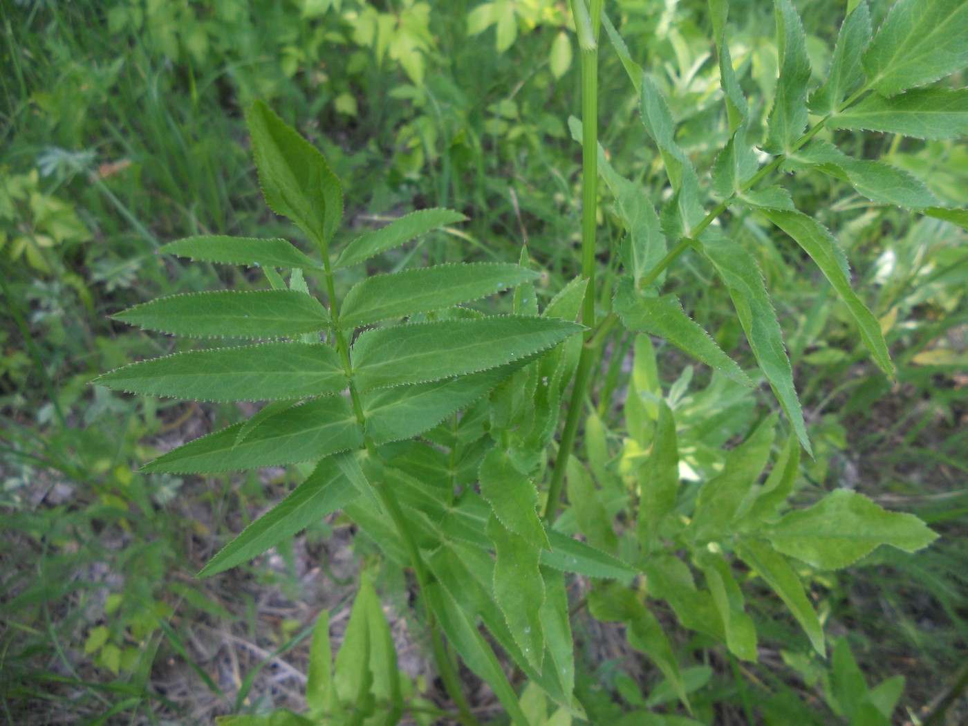 Изображение особи Sium latifolium.