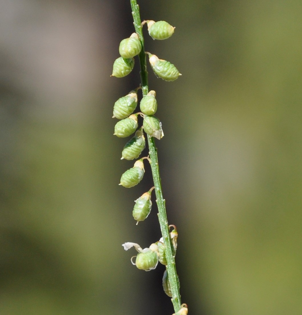 Image of genus Melilotus specimen.