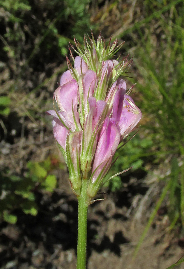 Image of Hedysarum gmelinii specimen.