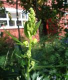 Aconitum napellus