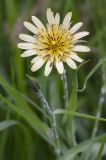 Tragopogon dasyrhynchus