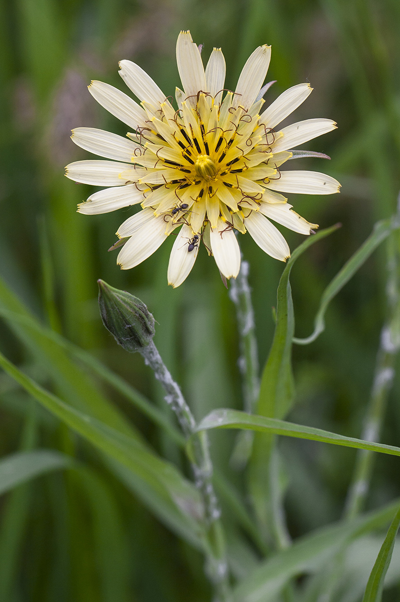 Изображение особи Tragopogon dasyrhynchus.