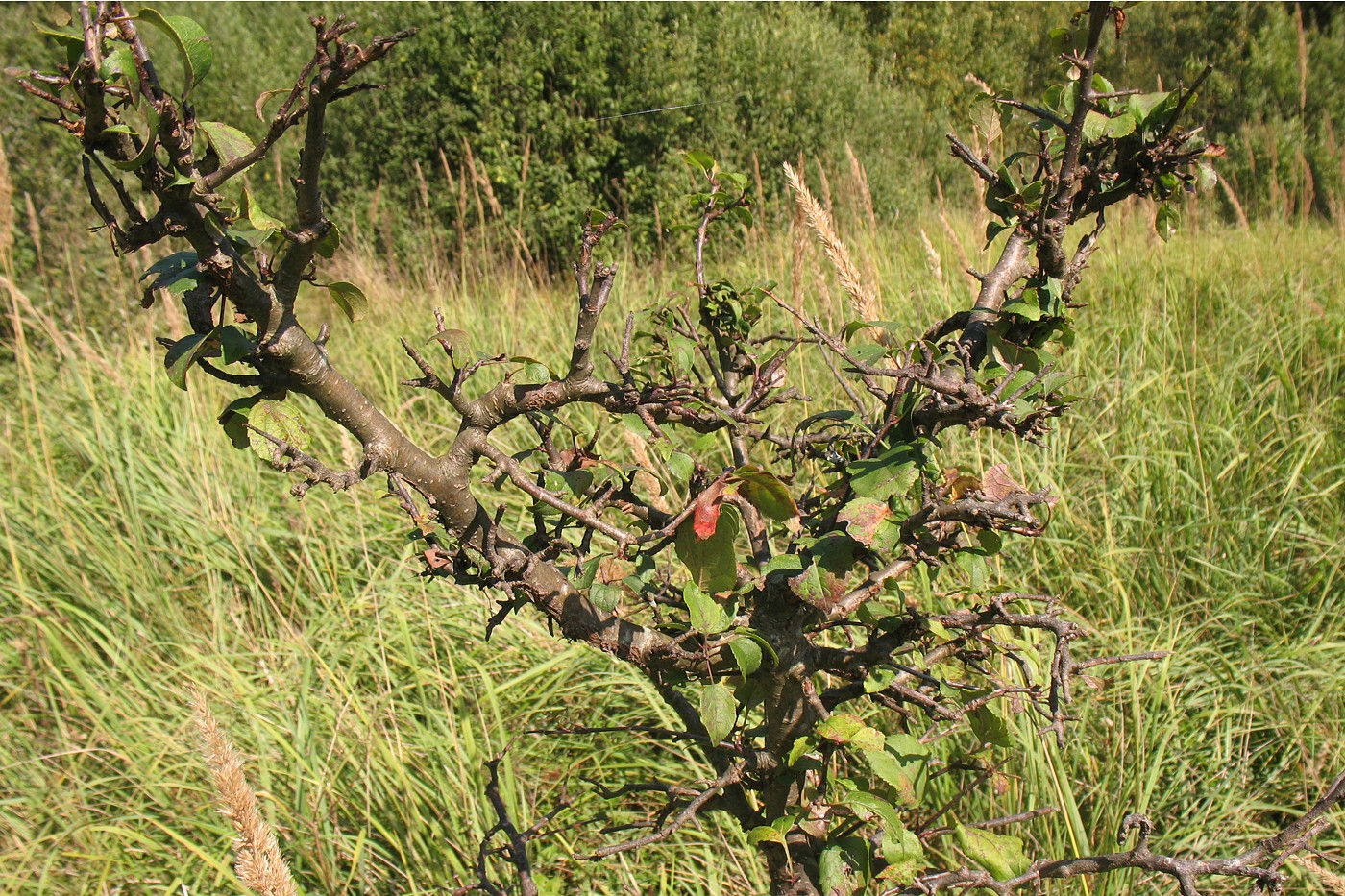 Изображение особи Malus praecox.