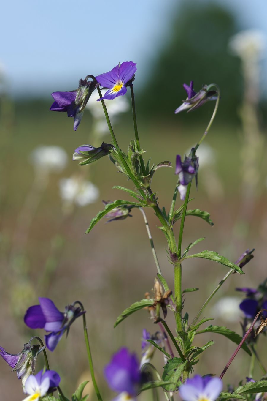 Image of Viola tricolor specimen.