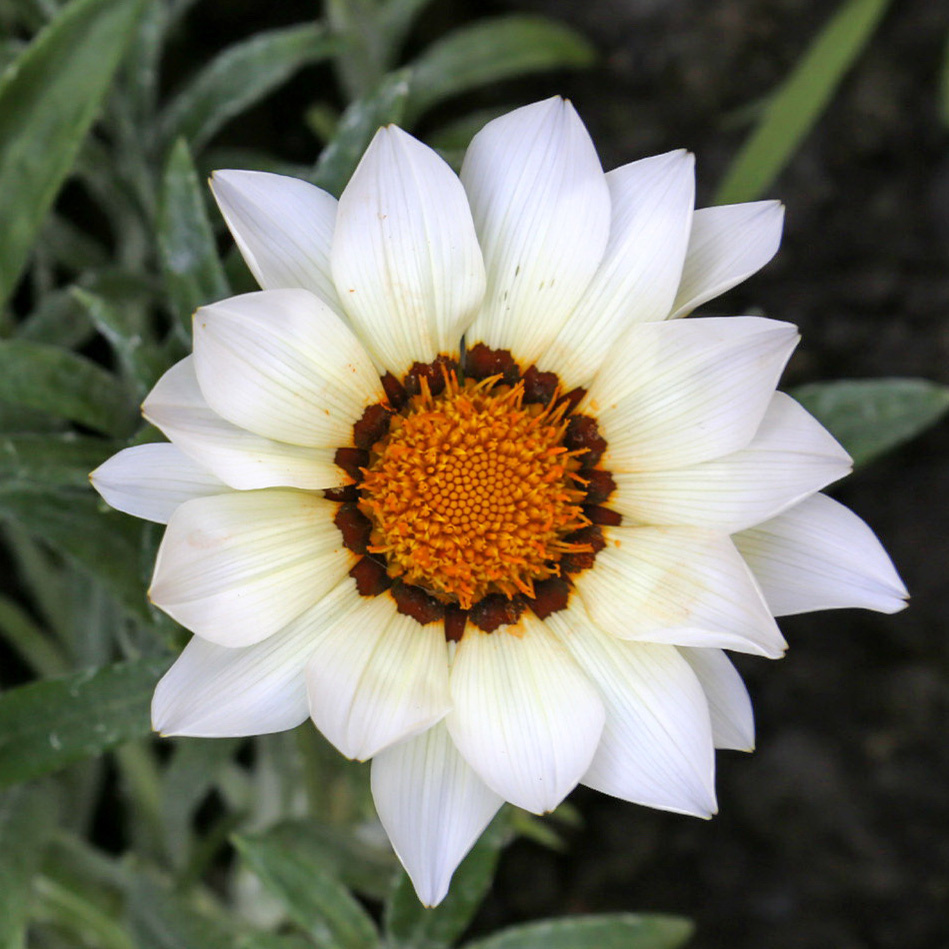 Изображение особи Gazania &times; hybrida.