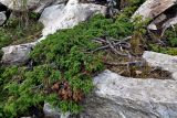 Juniperus sibirica. Вегетирующее растение. Челябинская обл., Саткинский р-н, хребет Зюраткуль, ≈ 1100 м н.у.м., скалистый склон. 31.07.2019.