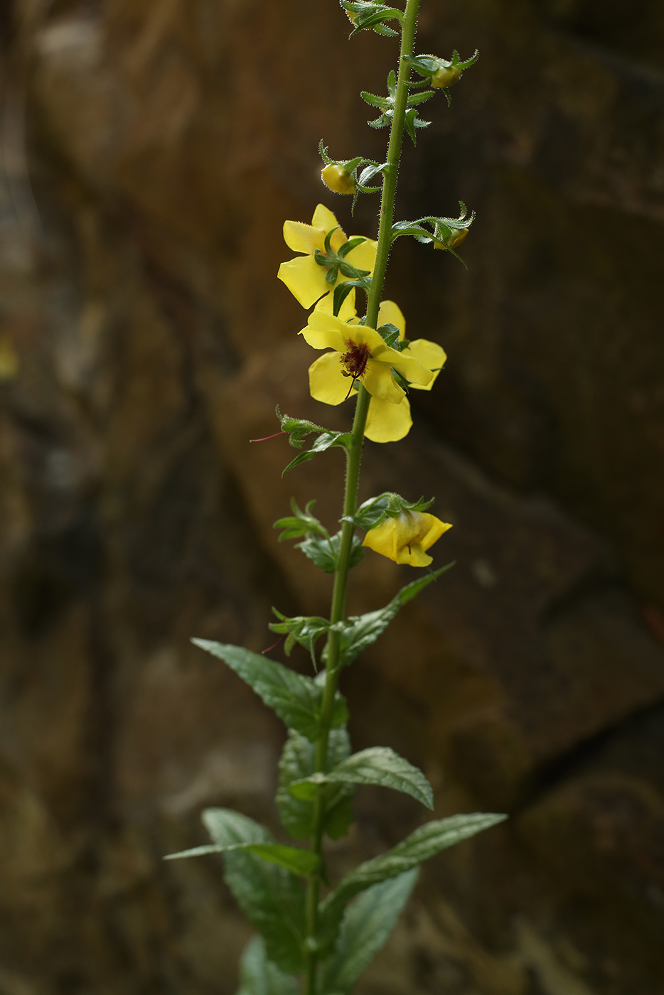 Image of Verbascum blattaria specimen.