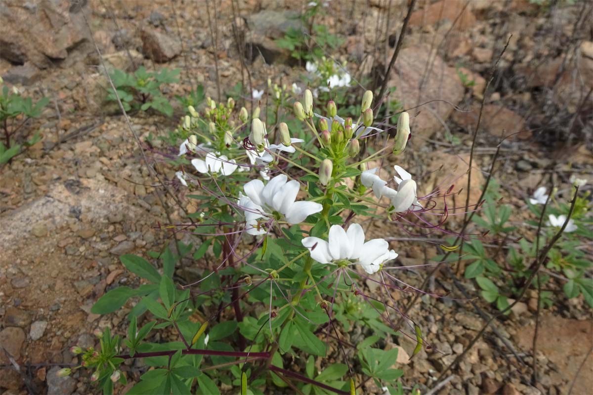 Image of Cleome chilensis specimen.