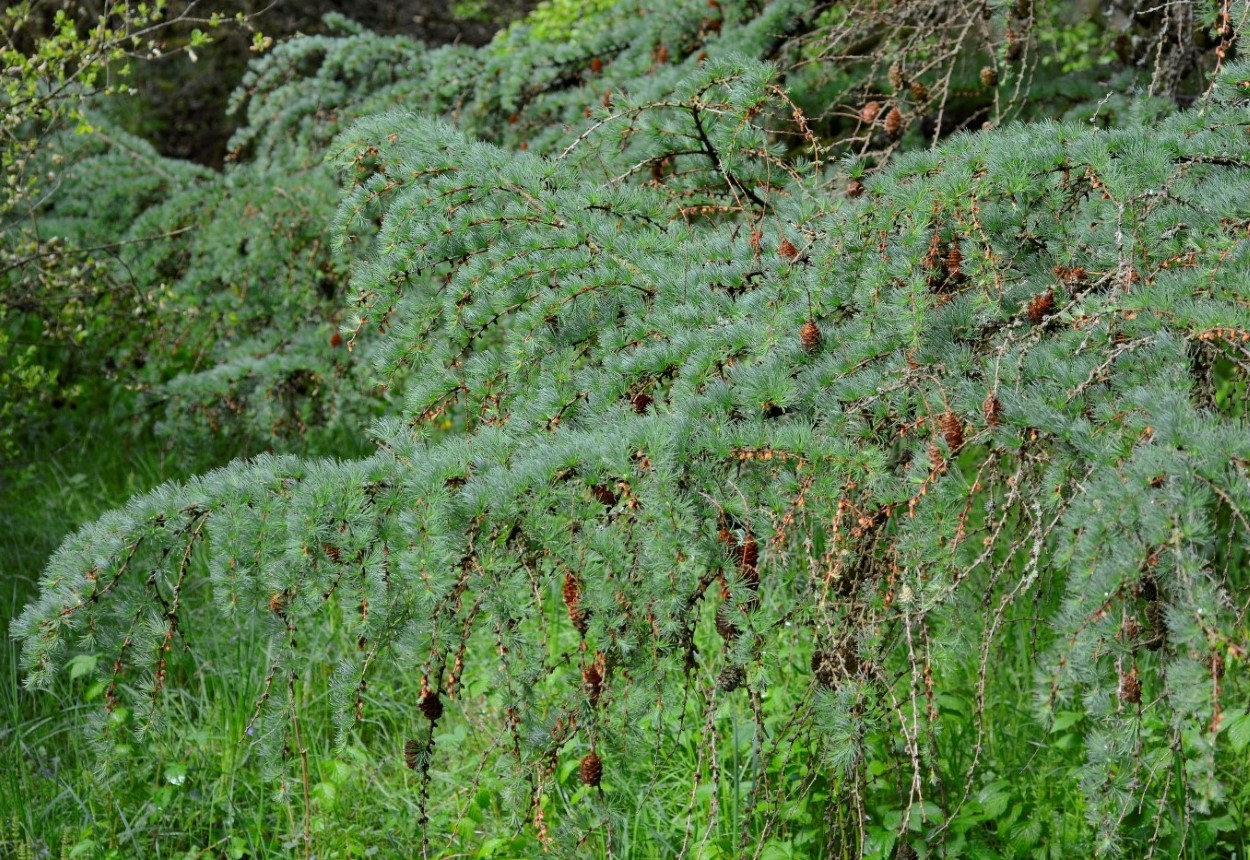 Изображение особи Larix kaempferi.