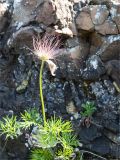 Pulsatilla angustifolia