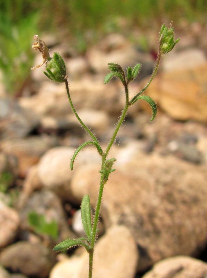 Image of Chaenorhinum minus specimen.