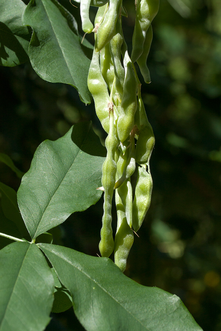 Изображение особи Laburnum anagyroides.