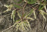 Aconogonon ajanense. Верхушка цветущей веточки. Сахалинская обл., Охинский р-н, окр. г. Оха, песчаная пустошь между оз. Светлое и заливом Хангуза (Вторая бухта). 25.07.2017.