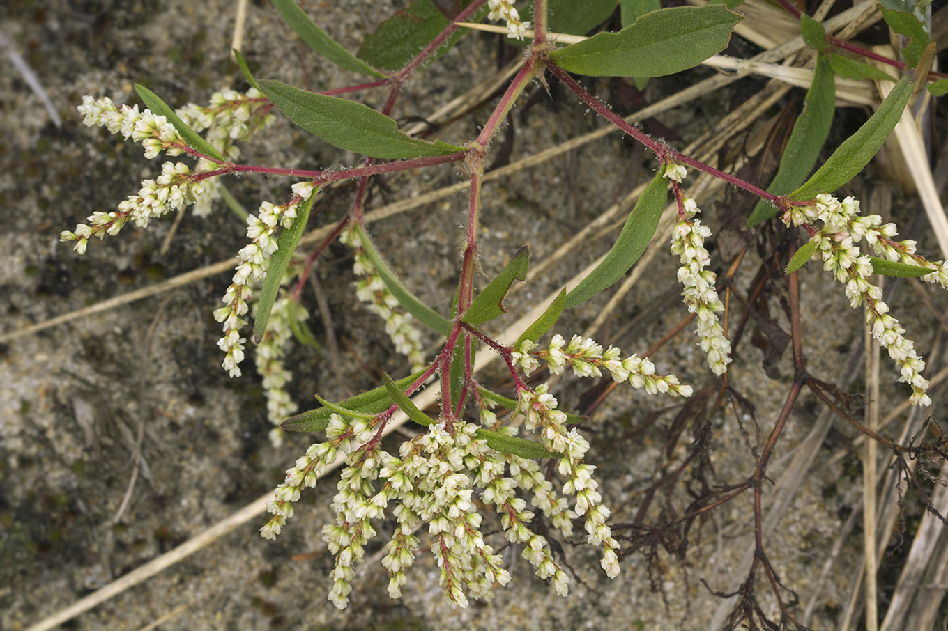 Изображение особи Aconogonon ajanense.