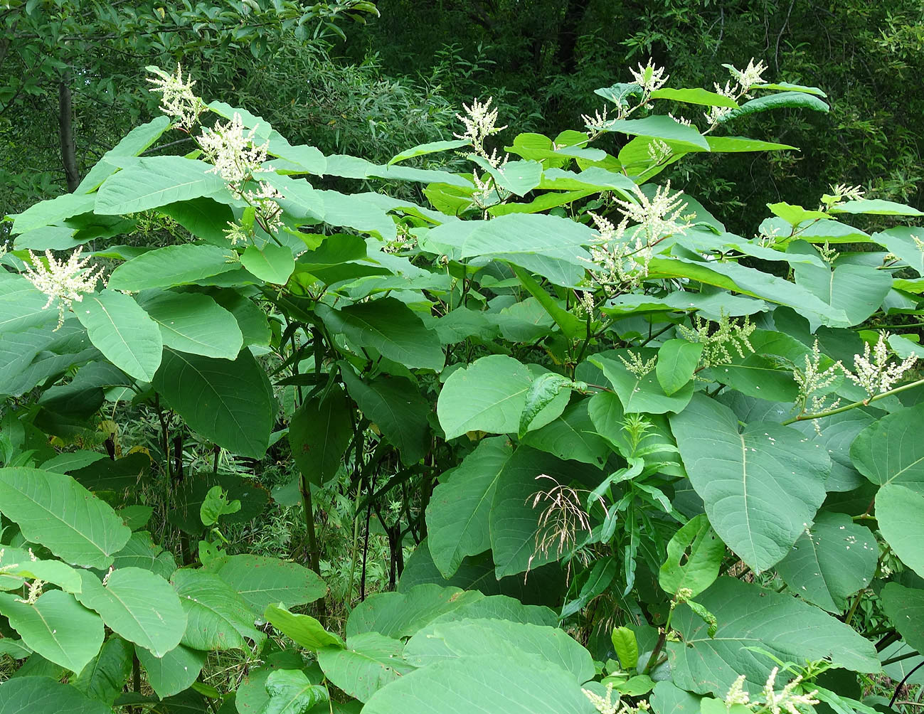 Изображение особи Reynoutria sachalinensis.