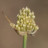 Allium savranicum