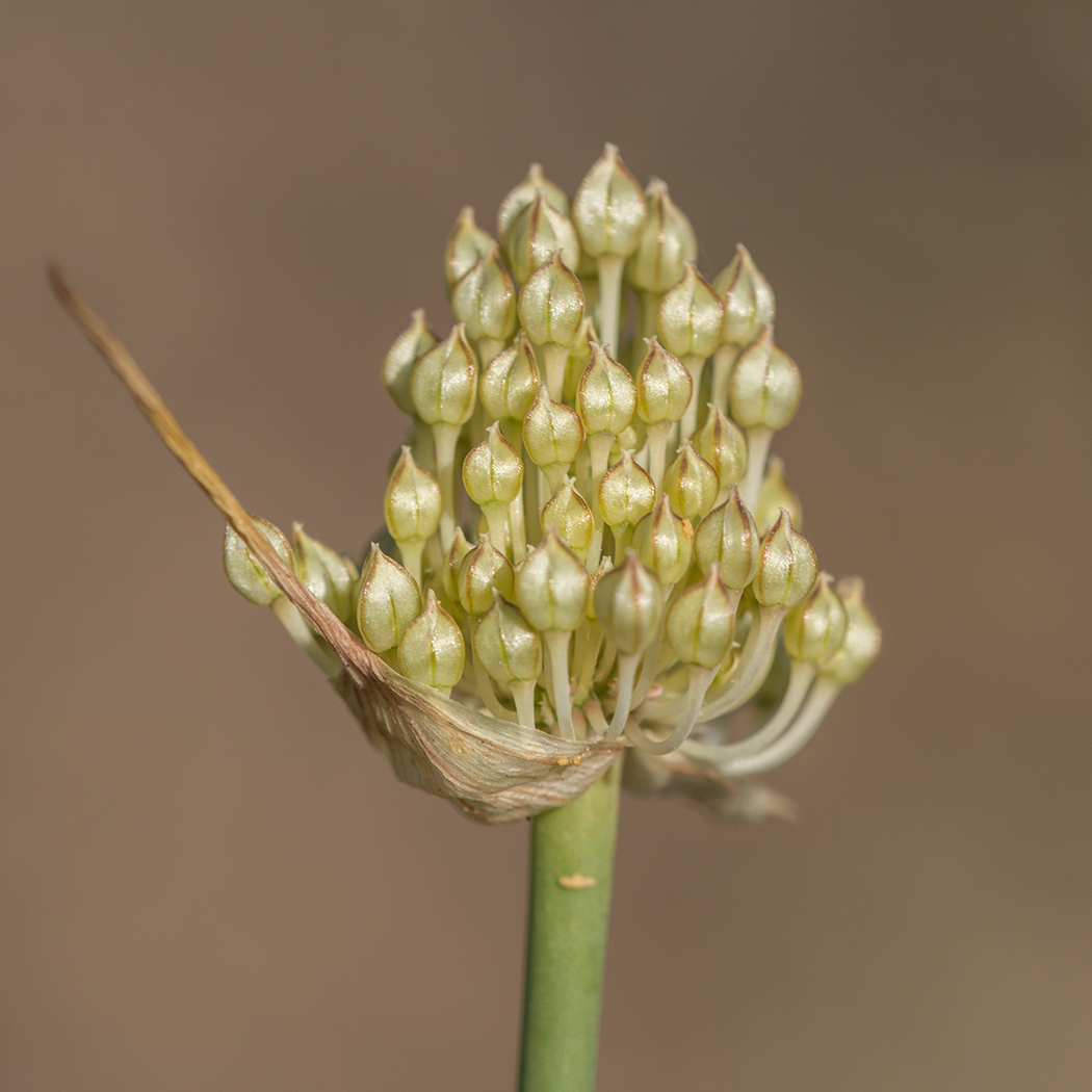 Image of Allium savranicum specimen.