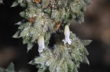 Tiquilia paronychioides. Часть веточки отцветающего растения. Перу, регион La Libertad, пос. Huanchaco, закреплённые дюны. 24.10.2019.