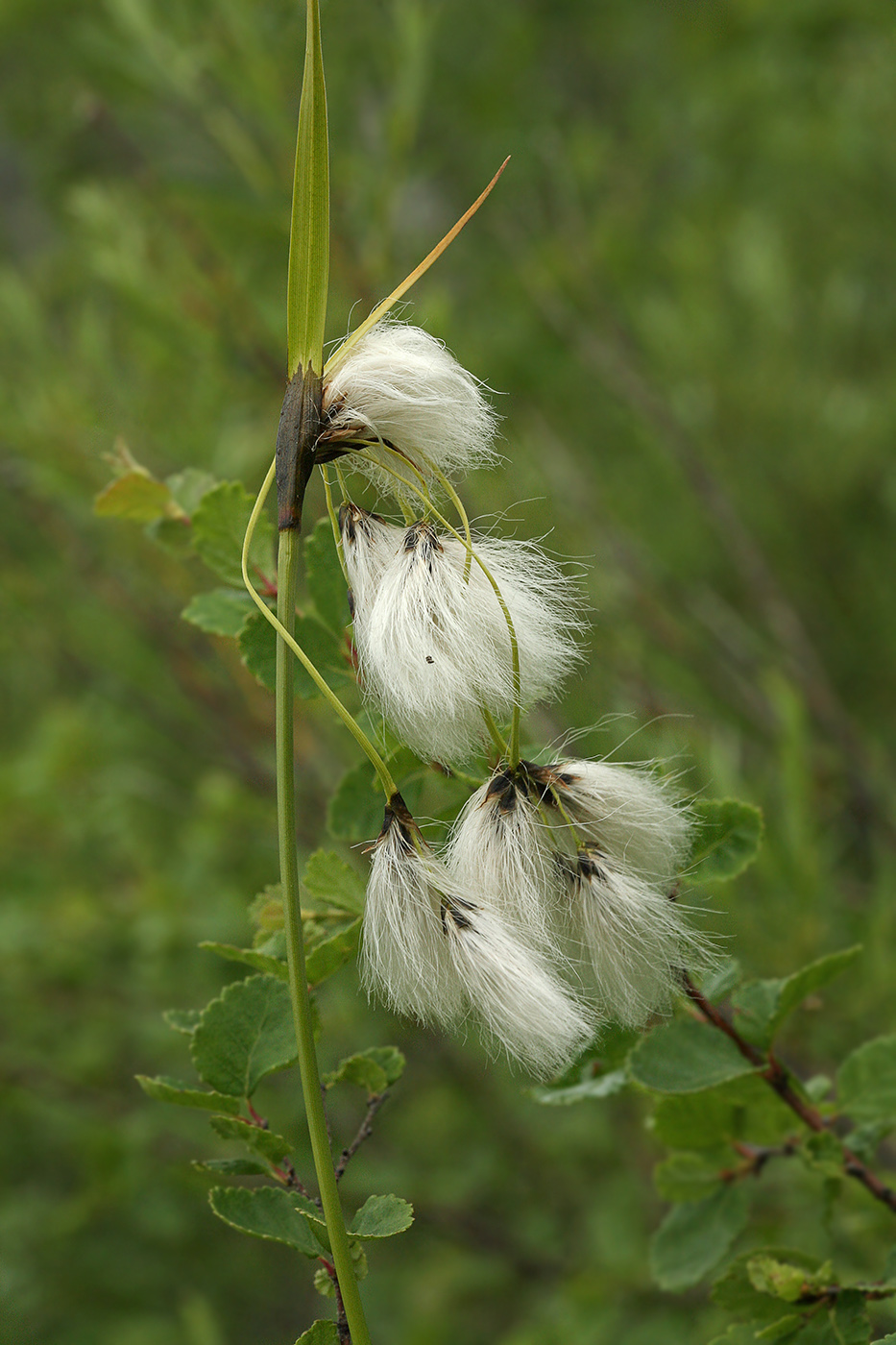 Изображение особи Eriophorum latifolium.