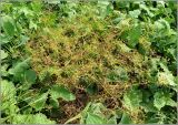 Oenanthe aquatica