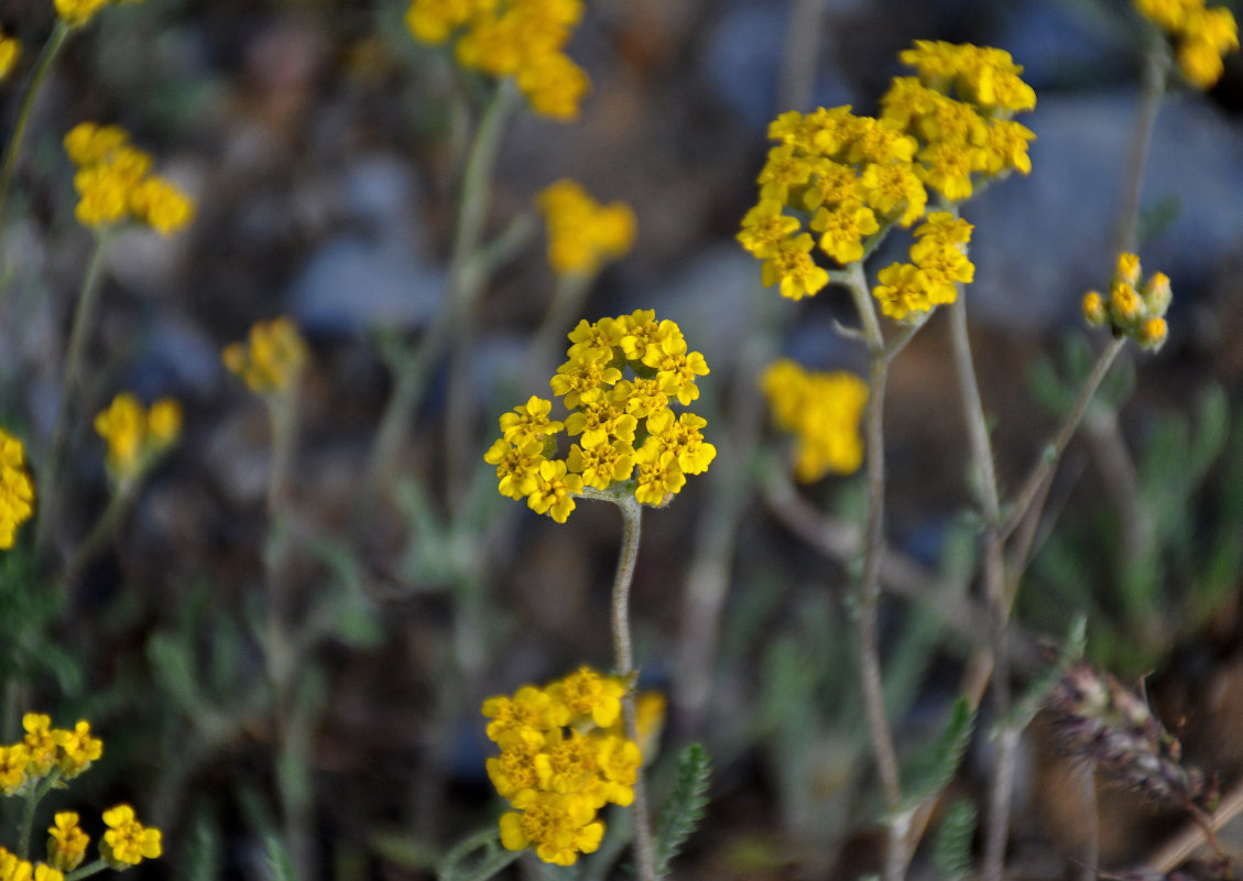 Изображение особи род Achillea.