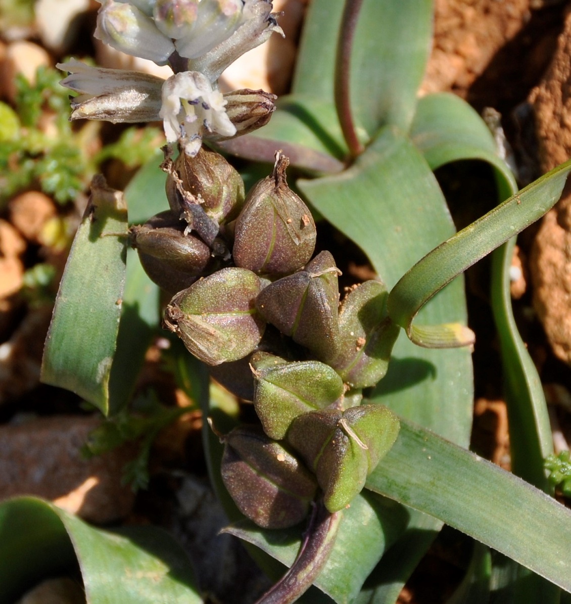 Image of Hyacinthella millingenii specimen.