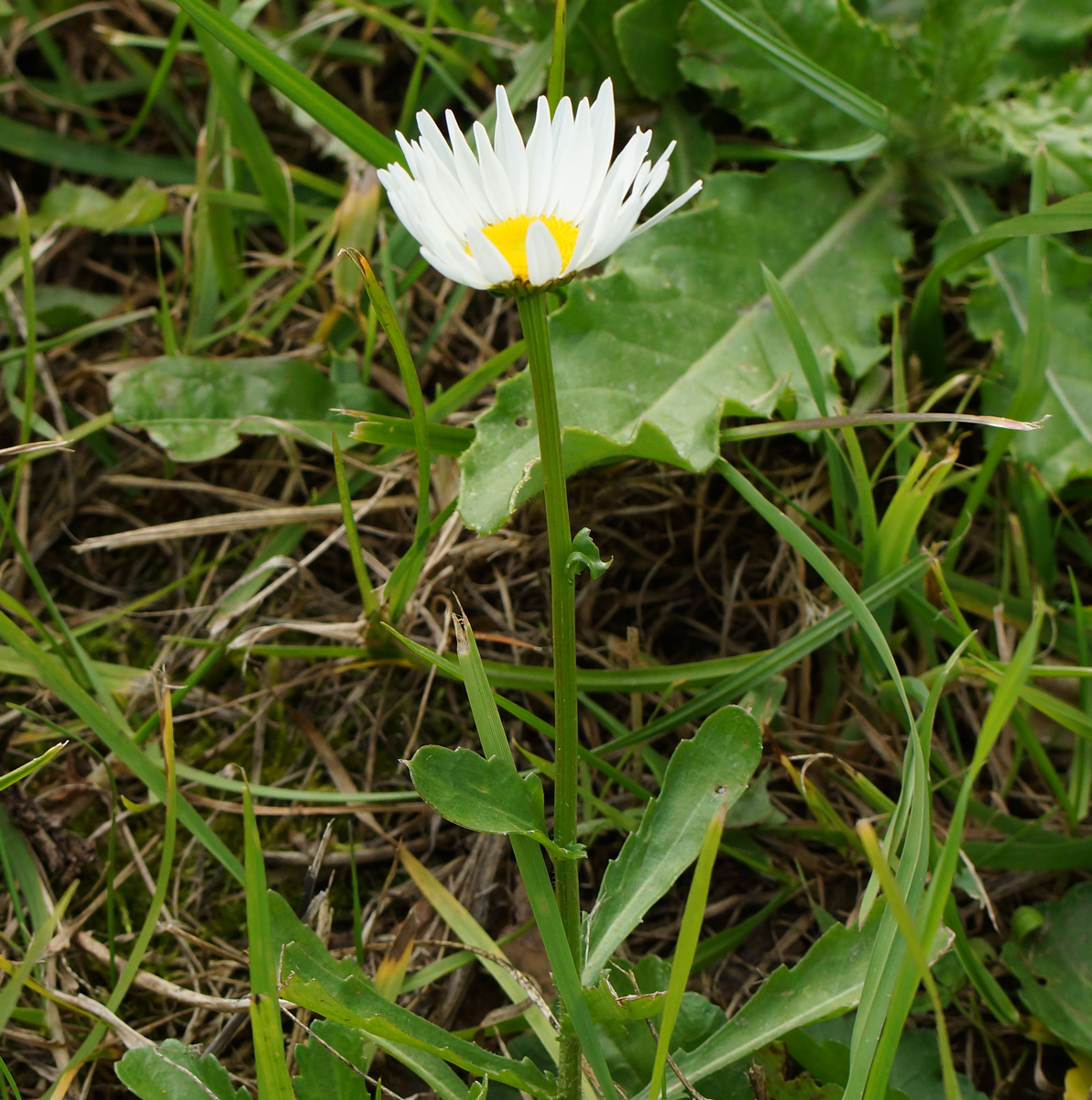 Image of Leucanthemum maximum specimen.