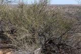 Ephedra strobilacea