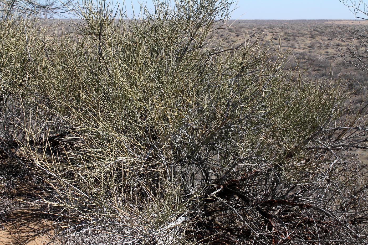 Image of Ephedra strobilacea specimen.