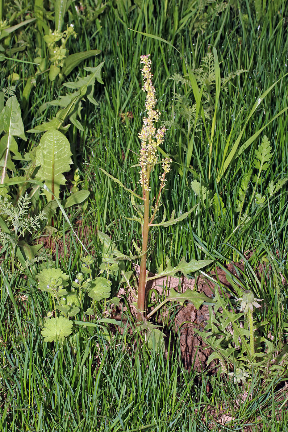 Image of Spinacia turkestanica specimen.