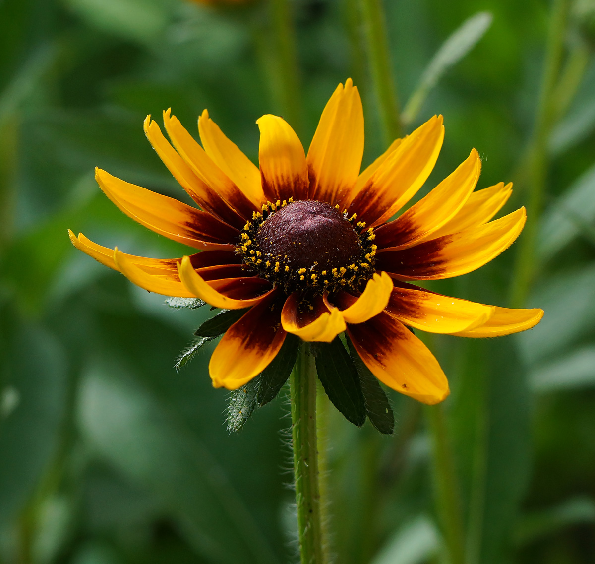 Изображение особи Rudbeckia hirta.