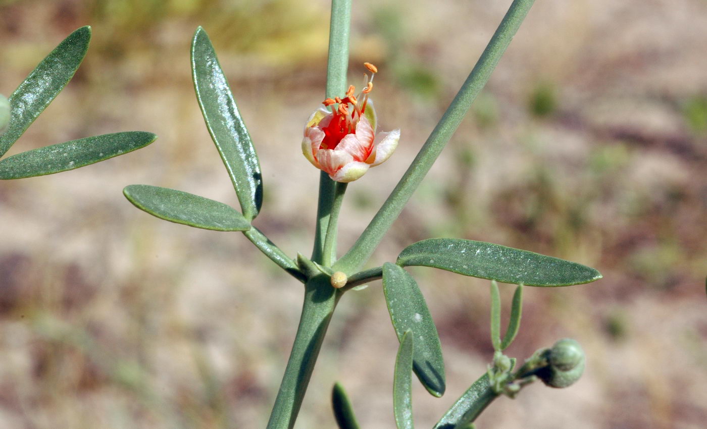 Изображение особи Zygophyllum ovigerum.