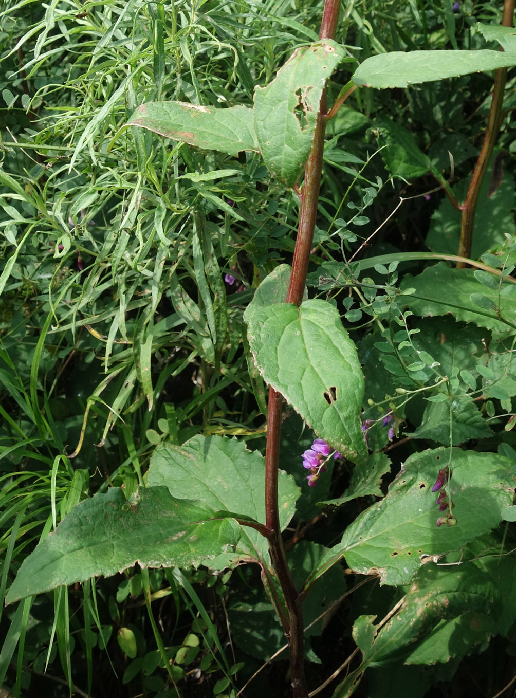 Изображение особи Doellingeria scabra.