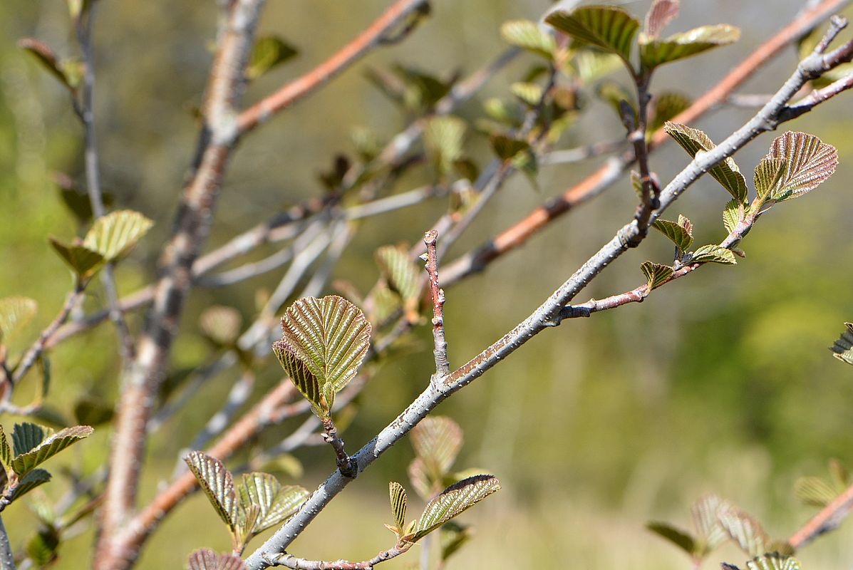 Изображение особи Alnus glutinosa.