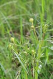 Ranunculus polyanthemos