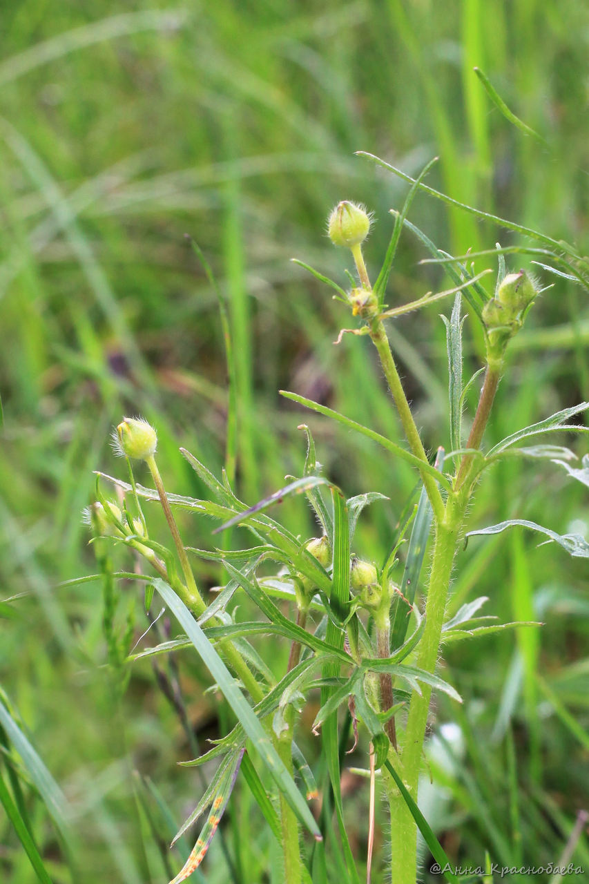 Image of Ranunculus polyanthemos specimen.