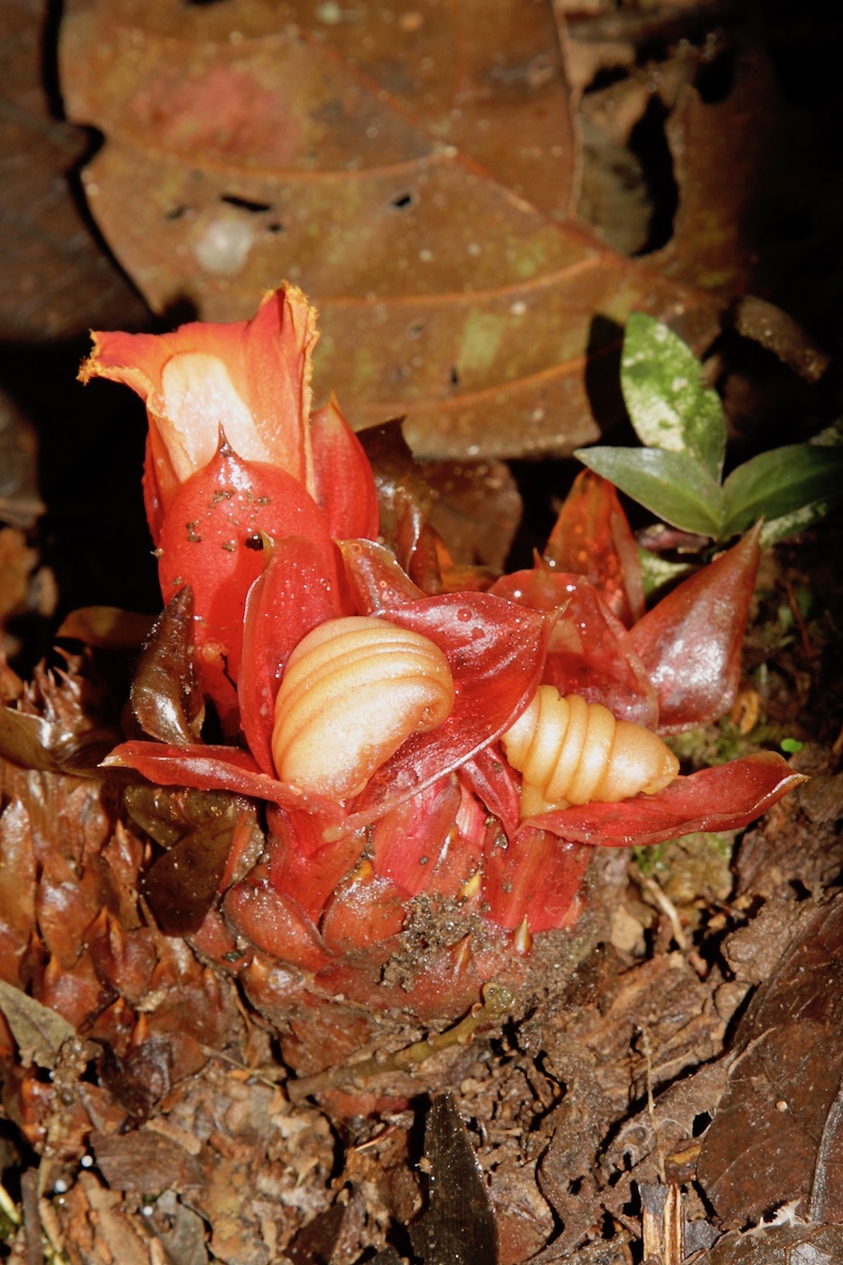 Image of Hellenia globosa specimen.