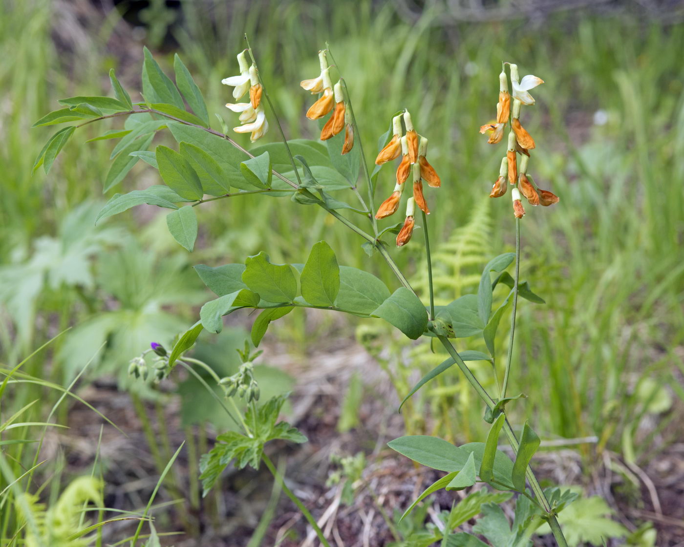 Изображение особи Lathyrus gmelinii.