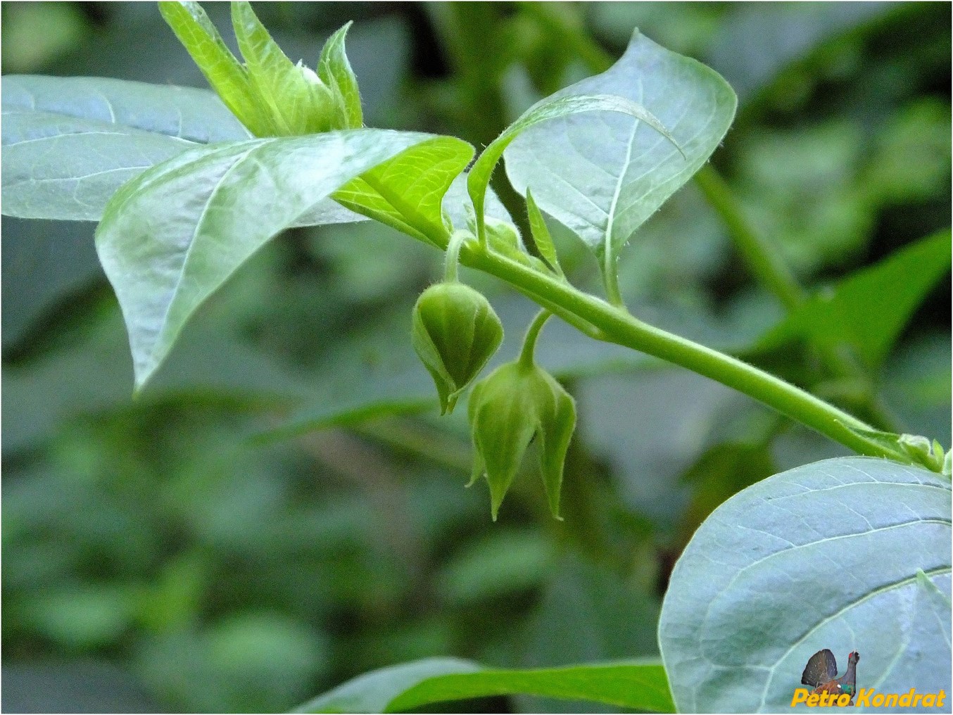 Image of Atropa bella-donna specimen.